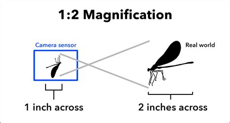 What Is Magnification In Photography