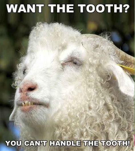 Why Dont Animals Have To Brush Their Teeth 8 Amazing Facts Sheep