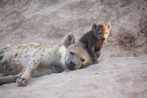 Free Images Mammal Vertebrate Spotted Hyena Wildlife Terrestrial