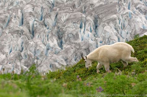 Mountain Goat Kenai Fjords National Park Alaska Photos By Ron