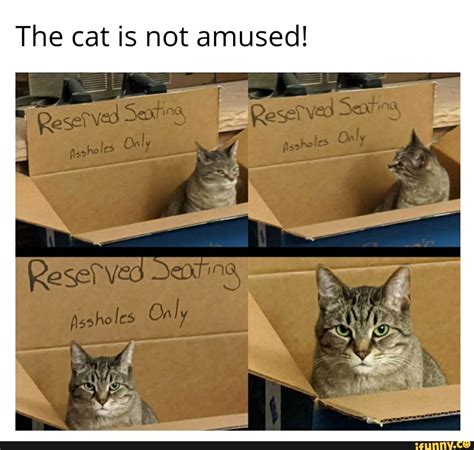The Cat Is Not Amused Ifunny
