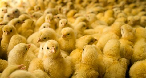 Large Group Of Baby Chicks On Chicken Farm Stock Photo Download Image