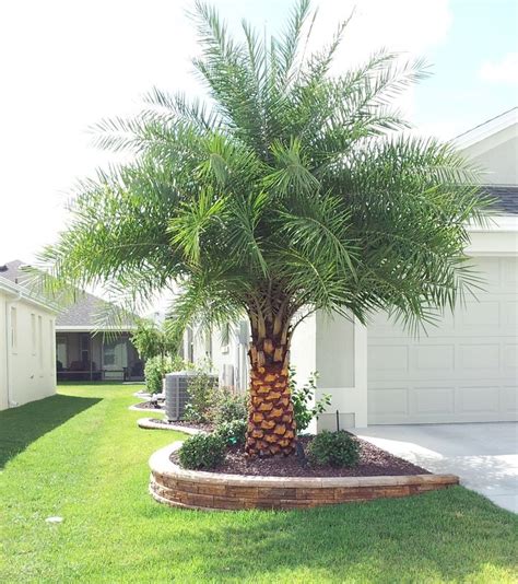 Everything You Need To Know About Best Of Landscaping Ideas Palm Trees