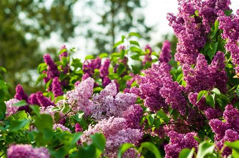 How To Grow And Care For Lilacs Thompsons Plants And Garden Centres