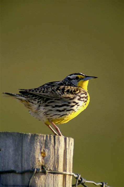 Nebraska State Bird Western Meadowlark 50states