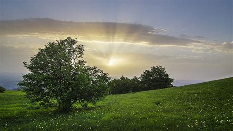 1920x1080px 1080p Free Download Italy Meadow Foliage Green Field And