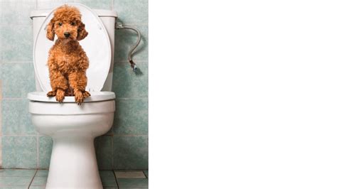 What Does Your Dogs Poop Tell You Real Bark Talk