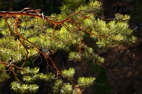 Pine Tree Branch Close Up Featuring Nature Landscape And View High