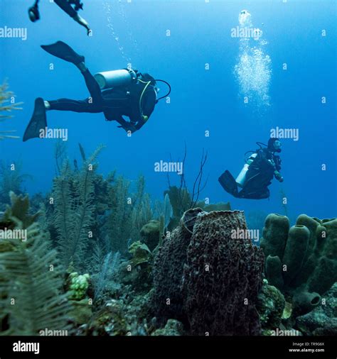 Scuba Divers Underwater Around Coral Reefs Three Amigos Turneffe