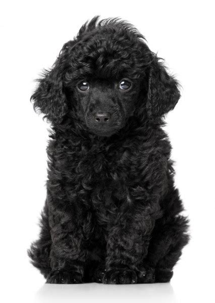 Black Toy Poodle Puppy ⬇ Stock Photo Image By © Fotojagodka 9649222