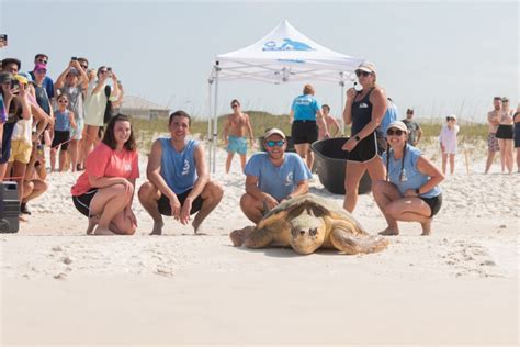 5 Rehabilitated Sea Turtles Released Back Into The Gulf Of Mexico On