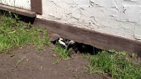 How To Keep Skunks Away From Your Property Using Non Invasive Remedies