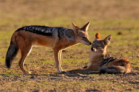 Jackal Symbolism, Dreams, and Messages - Spirit Animal Totems