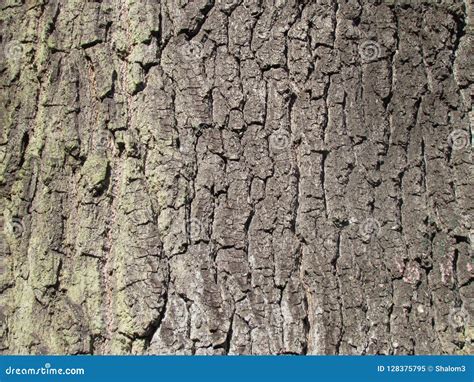 Detailed Texture Of Spruce Bark Photographic Background Stock Image