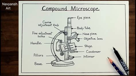 How To Draw Compound Microscope Diagram Step By Stepmicroscope Labeled