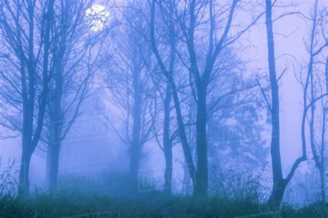 Spring A Thick Fog In The Night Forest Big Full Moon Behind The