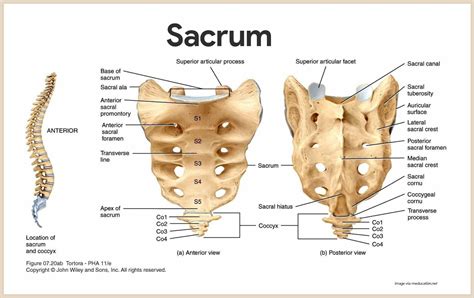 Sacrum Skeletal System Anatomy And Physiology For Nurses