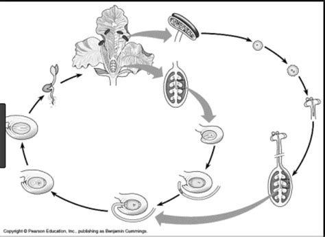 Angiosperm Lifecycle Diagram Quizlet