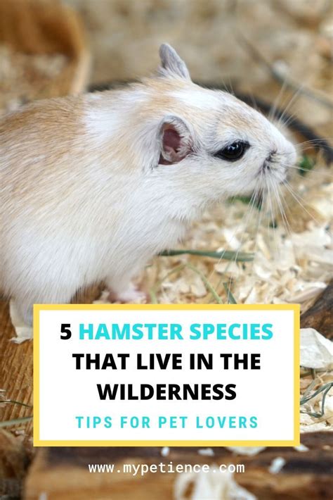 Where Do Hamsters Live Outside Of Pet Stores Hamster Hamster