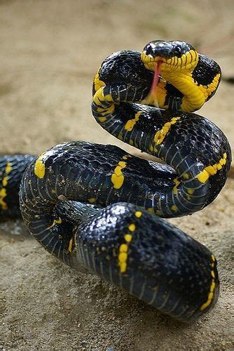 Maybe you would like to learn more about one of these? What kind of snake is black with yellow bands? - Quora