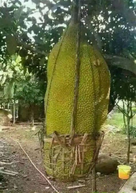 The idea is to provide a place the cactus seed container in an area where there is no direct light, cactus seedlings are sensitive and will likely burn from high intensity light. Pin on Videos