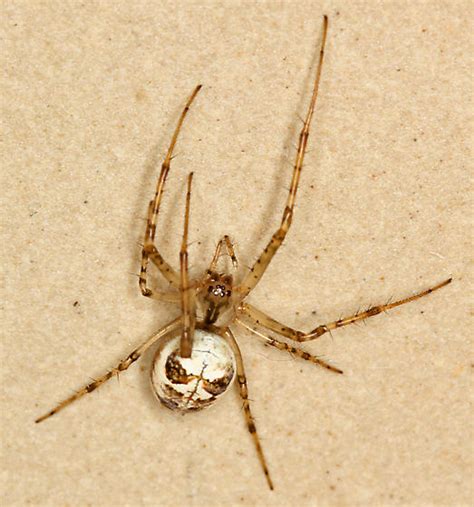 Brown Spiders With White Stripes Wolf Spider