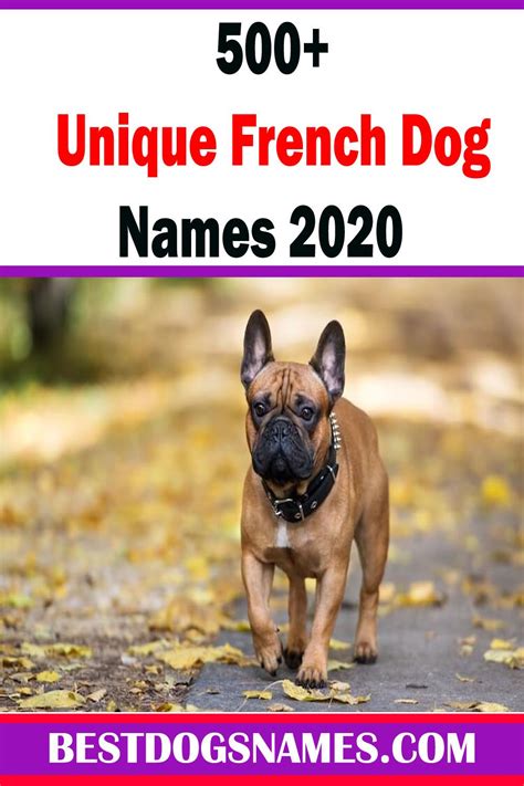Unique Female Dog Names French Bulldog Baby Name Meaning