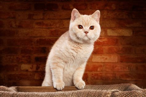 british shorthair cat breed information cat breeds  thepetowners