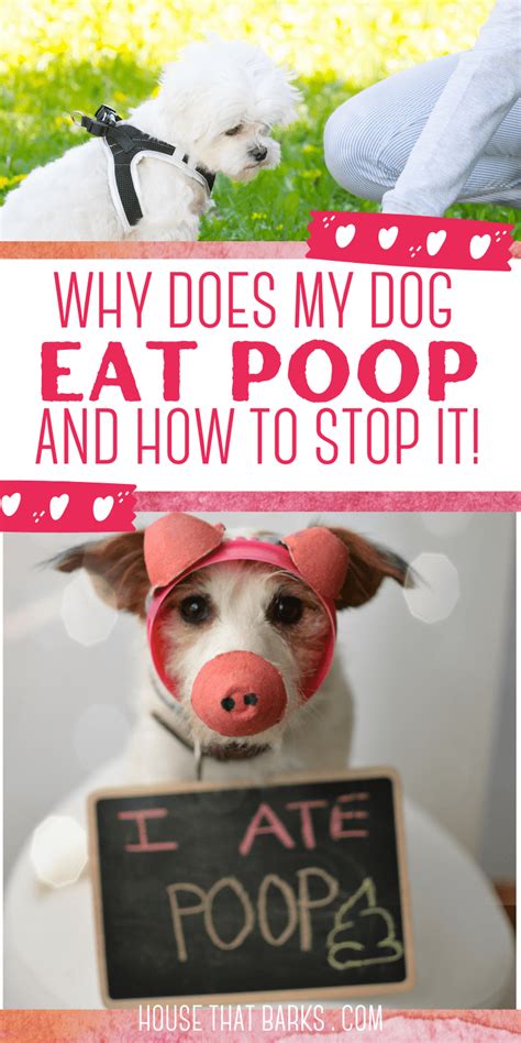10 Tips Why Does My Dog Eat Poop House That Barks