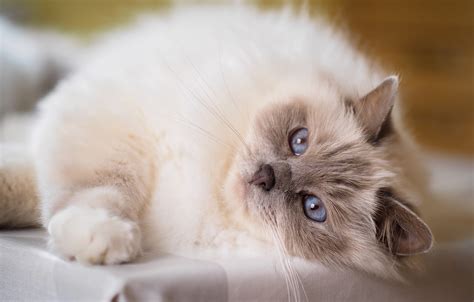 Обои кошка кот взгляд портрет размытие лежит голубые глаза