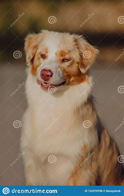 Happy Smiling Portrait Of Australian Shepherd Dog Stay On