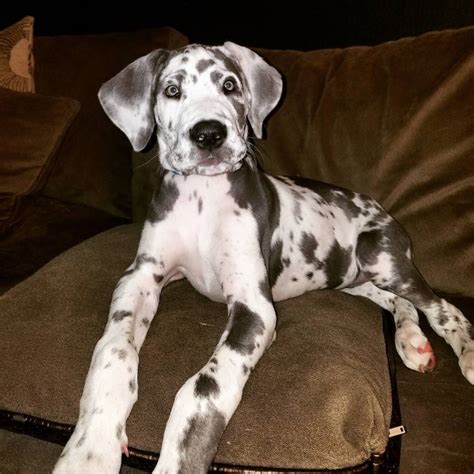 Great dane puppiescolorado » colorado springsdontraellewellyn view details. Great Dane Puppies Colorado Springs - Can Great Danes Stay Outside In The Cold Embora Pets - 2 ...