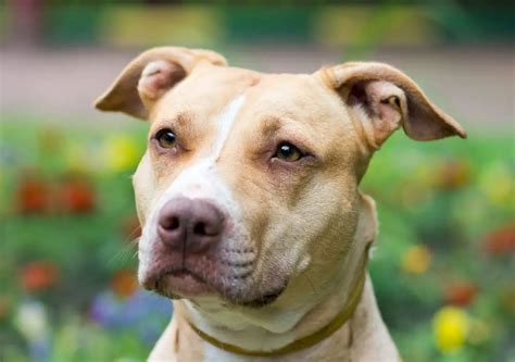 5 Main Types Of Pitbull Dog Breeds With Pictures