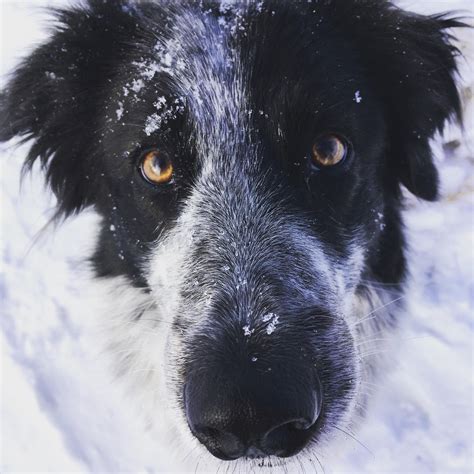 Snowy Border Collie Dog Pictures Cute Dogs And Puppies Fluffy Animals