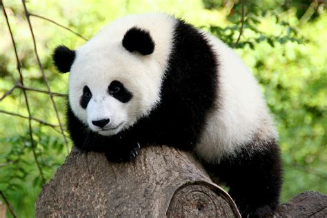 Panda Facts History Useful Information And Amazing Pictures