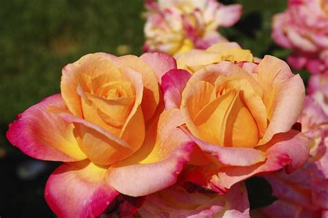 Everythings Coming Up Roses 10 Popular Spring Flowers Century 21®