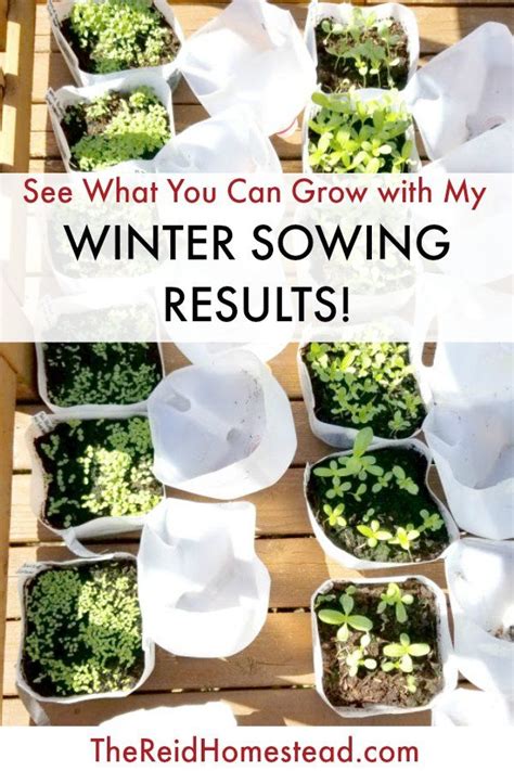 My Winter Sowing Results Are In Food Garden Sowing Growing Seeds