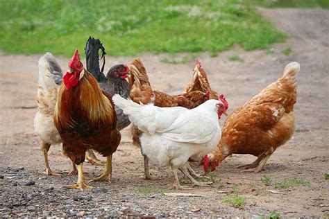 8 Simple Tips For Breeding Chickens The Happy Chicken Coop