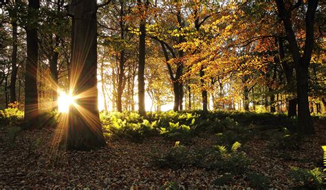 Fondos De Pantalla Bosques Otoño Rayos De Luz árboles Sol Naturaleza