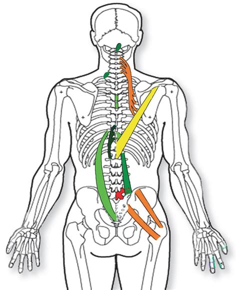 Contact Us — Spinal Reflex Institute Intl Copy