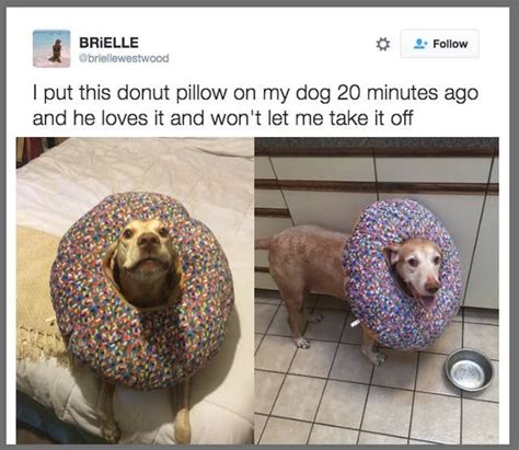 32 Pictures Thatll Make You Laugh And Maybe Even Cry In 2020 Super