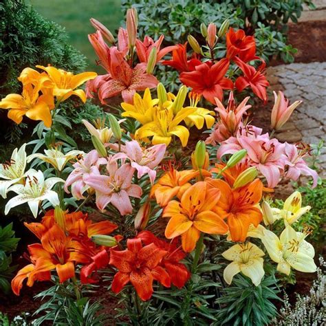 kolkata orchid online asiatic lily lilium asiatica flower bulbs pack of 6 imported bulb { 1