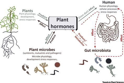 What about stem cell journal impact factors? Plant Hormones: Key Players in Gut Microbiota and Human ...