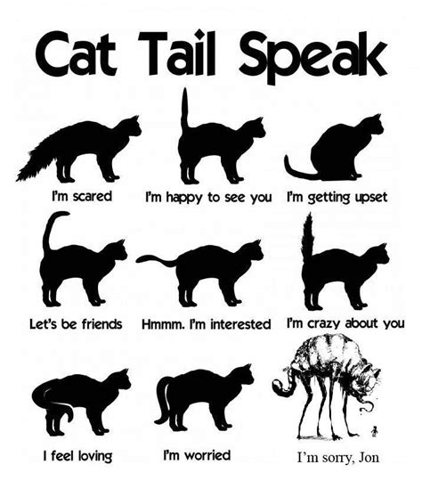 Understanding Cat Tail Cat Tail Cat Language Cat Facts