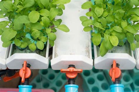 Ebb And Flow Hydroponics System Setup Guide