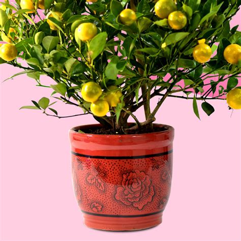 Online Orange Tree Pot T Delivery In Singapore Fnp