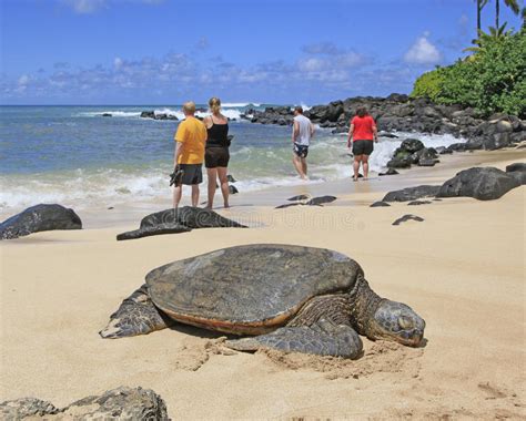 Green Sea Turtles Editorial Photo Image Of Beach Kona 32849981
