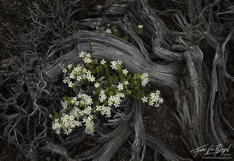 Flowers that represent death and life. Afterlife | White Mountains, CA | Art in Nature Photography