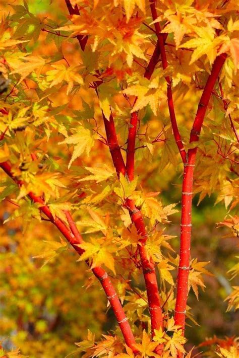 Acer Sango Kaku Is Widely Known As The Coral Bark Maple This Cultivar