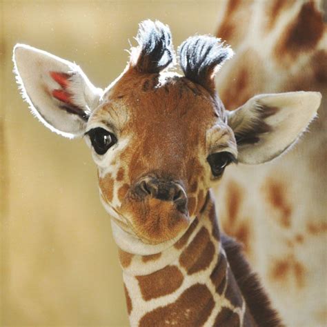 baby giraffe, I'm so cute, my mom won't let me outside til after dark